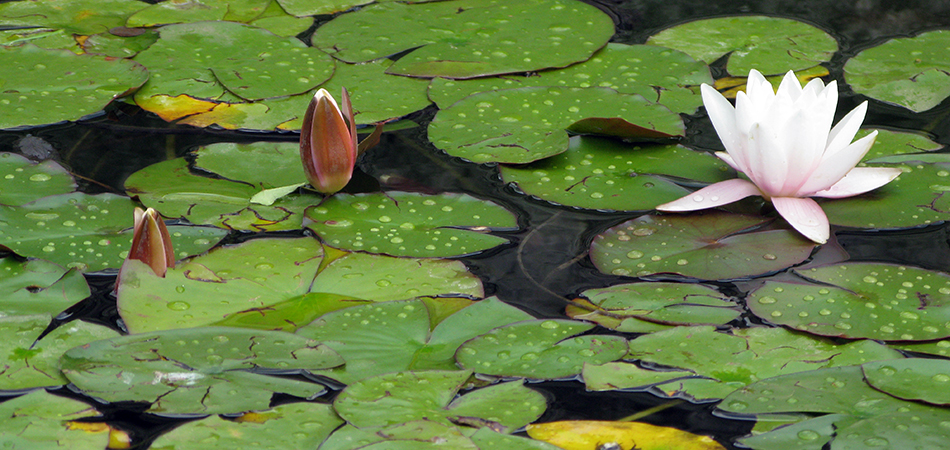 "Lilypads", 2009