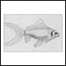 Fish Sketch