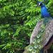 Peacock Plumage